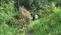 thumbnail of 