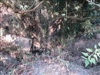 thumbnail of 