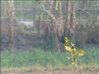 thumbnail of 
