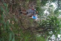 thumbnail of 