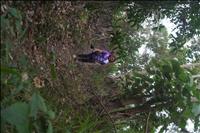 thumbnail of 